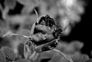 Zdjęcia pasjonatów fotografii z Nowej Dęby w WDK