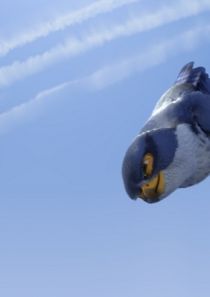 Zambezia