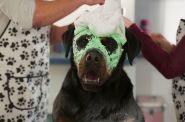 Profil facebookowy Show Dogs Movie