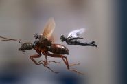 Ant-Man i Osa (3D, napisy)  - kadr 1