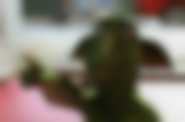 dyst. Forum Film