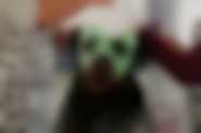 Profil facebookowy Show Dogs Movie