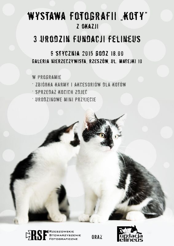 Bezdomne koty na zdjęciach fotografów RSF