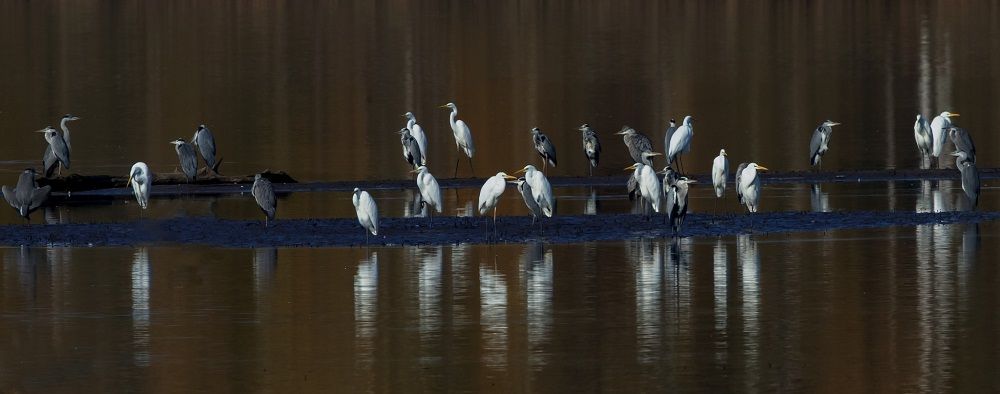 Ptaki na zdjęciach członków Rzeszowskiego Stowarzyszenia Fotograficznego