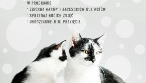 Bezdomne koty na zdjęciach fotografów RSF