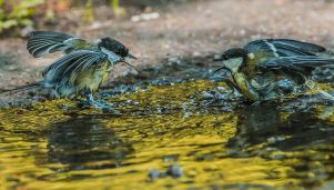 Piękno i różnorodność ptaków w fotograficznych ujęciach Janusza Witowicza